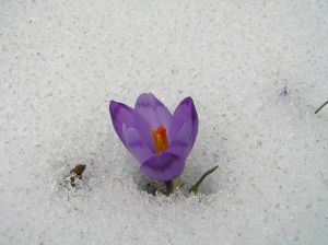 Name:  hopeful.jpg
Views: 347
Size:  11.4 KB