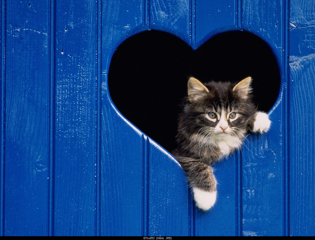 Click image for larger version

Name:	heartcat.jpg
Views:	417
Size:	206.4 KB
ID:	23325