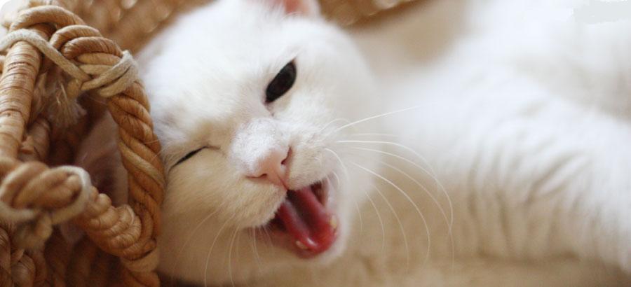 Click image for larger version

Name:	mano billi.jpg
Views:	1032
Size:	75.4 KB
ID:	23805
