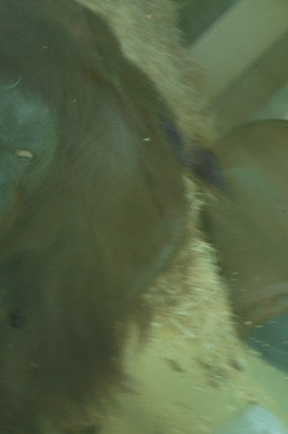 Name:  Nonja (chimpanzee) Photo from her Facebook album 3.jpg
Views: 324
Size:  18.7 KB