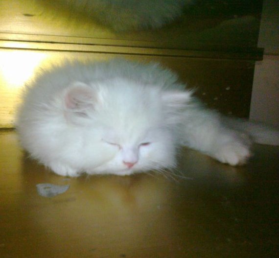 Name:  Shameem ki Bili.jpg
Views: 275
Size:  39.2 KB