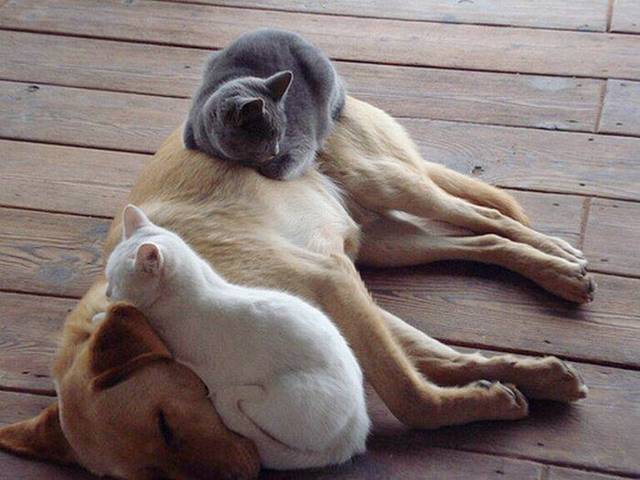 Name:  cats on the dogs.jpg
Views: 556
Size:  44.5 KB