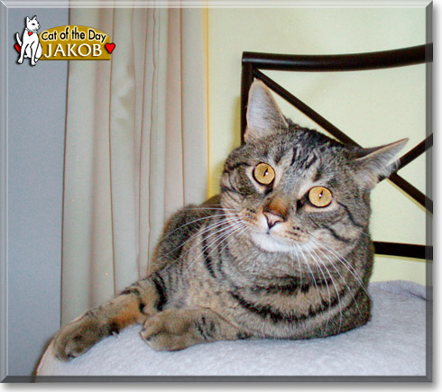 Name:  cat of the day 1.jpg
Views: 931
Size:  72.5 KB