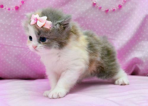 Name:  Girly maano bili.. cat of this sunday.jpg
Views: 2983
Size:  24.1 KB