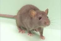 Name:  rat1.jpg
Views: 796
Size:  2.9 KB
