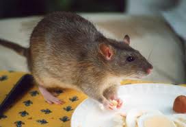 Name:  rat2.jpg
Views: 808
Size:  6.1 KB