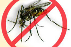 Name:  Dengue prevention tips.jpg
Views: 362
Size:  12.2 KB