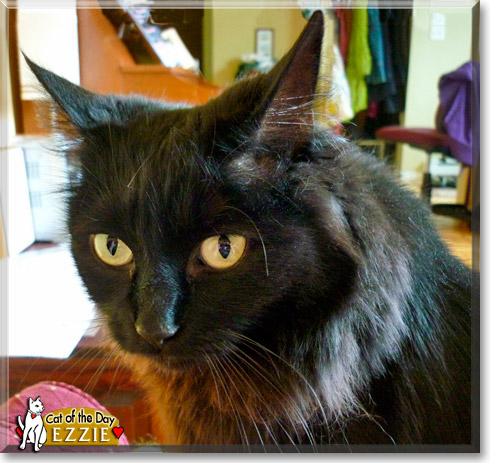 Name:  cat of the day 1.jpg
Views: 885
Size:  80.6 KB