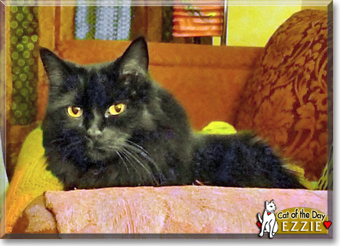 Name:  cat of the day 2.jpg
Views: 836
Size:  67.3 KB
