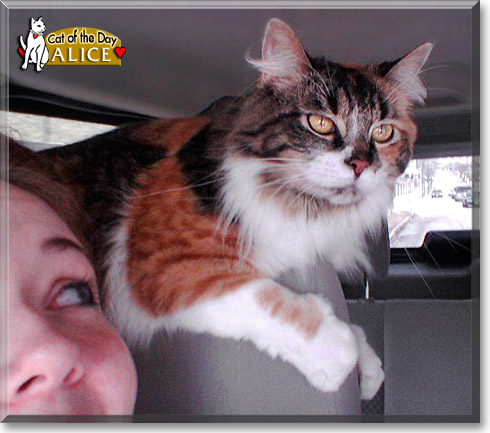 Name:  cat of the day 1.jpg
Views: 798
Size:  61.8 KB