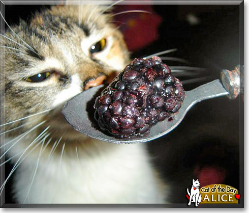 Name:  cat of the day 2.jpg
Views: 829
Size:  65.6 KB