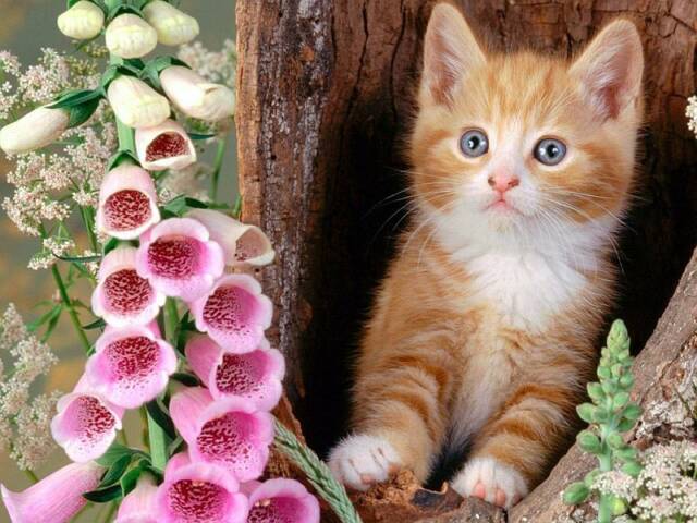 Name:  cat_sweet_cat.jpg
Views: 5216
Size:  57.4 KB