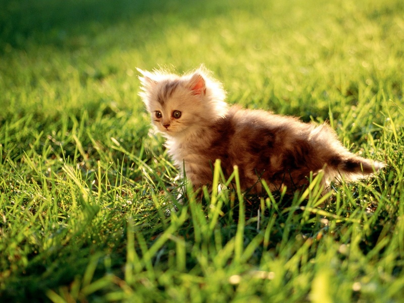Name:  cute_cats_91-800x600.jpg
Views: 1355
Size:  206.7 KB