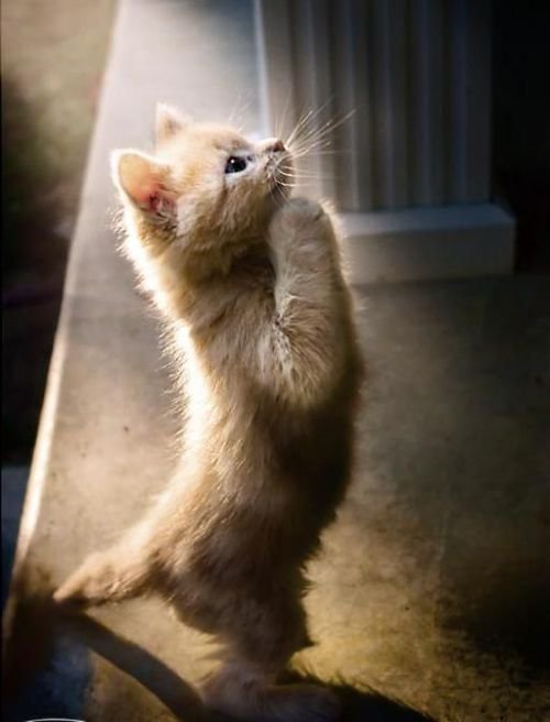 Name:  Yeh hay cat of this month.jpg
Views: 1291
Size:  39.0 KB