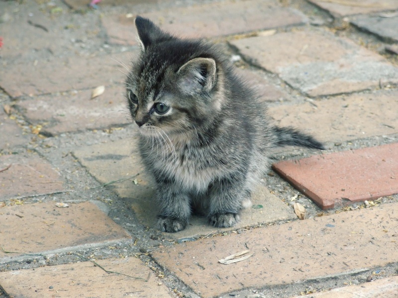 Name:  cute_cats_95-800x600.jpg
Views: 1256
Size:  201.9 KB