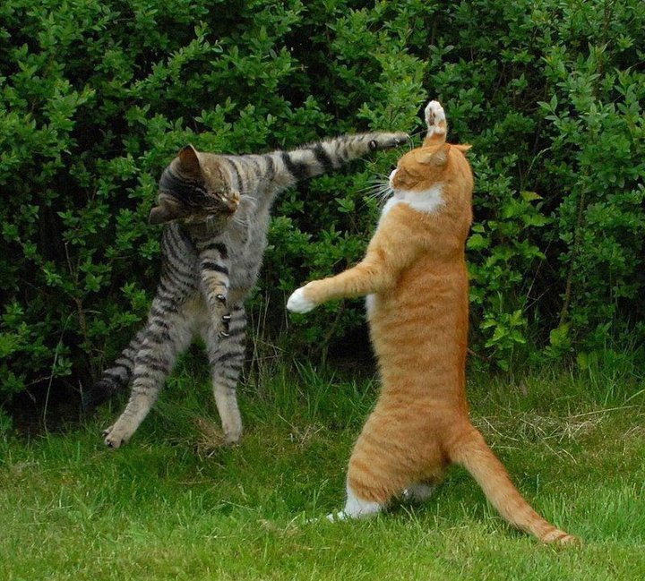 Name:  two cats double maza.jpg
Views: 1461
Size:  148.6 KB