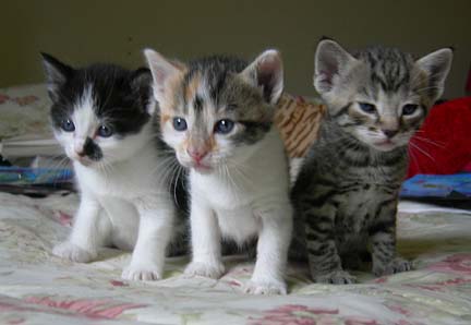 Name:  3cats.jpg
Views: 9075
Size:  48.3 KB