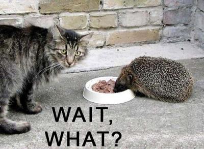 Name:  wait cat,.. .jpg
Views: 1197
Size:  28.9 KB