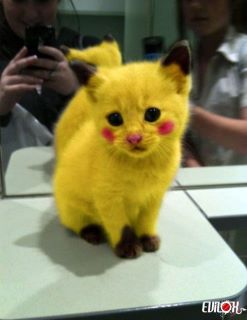 Name:  cat of the day.jpg
Views: 1120
Size:  12.2 KB