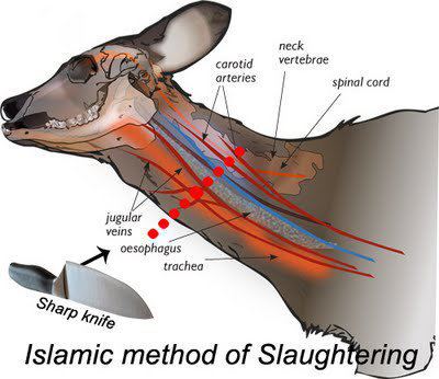 Name:  why is Islamic Way of Slaughtering is so Brutal.jpg
Views: 1667
Size:  29.1 KB