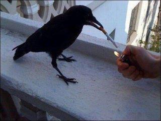 Name:  lu ji.jpg
Views: 337
Size:  16.4 KB