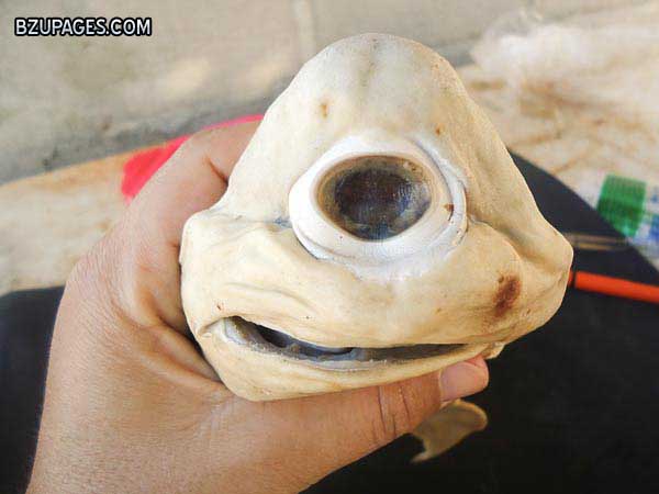 Name:  one-eyed-cyclops-shark-pup-holding-face.jpg
Views: 1367
Size:  42.5 KB