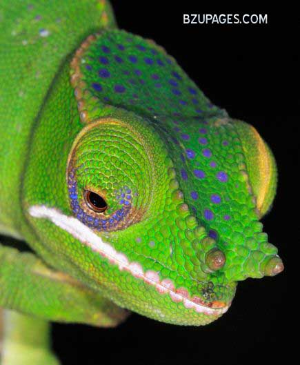 Name:  new-species-Glam Rock Chameleon-10-years-chameleon-furcifer.jpg
Views: 1068
Size:  47.2 KB