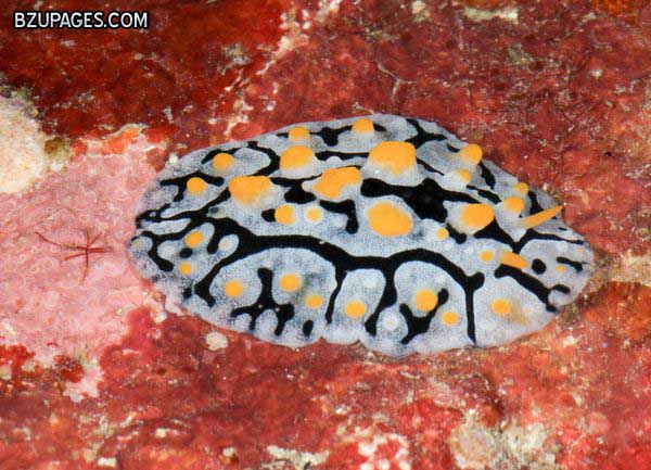 Name:  philippines-new-species-rare-animals-seaslug-pancake-nudibranch.jpg
Views: 2950
Size:  76.1 KB
