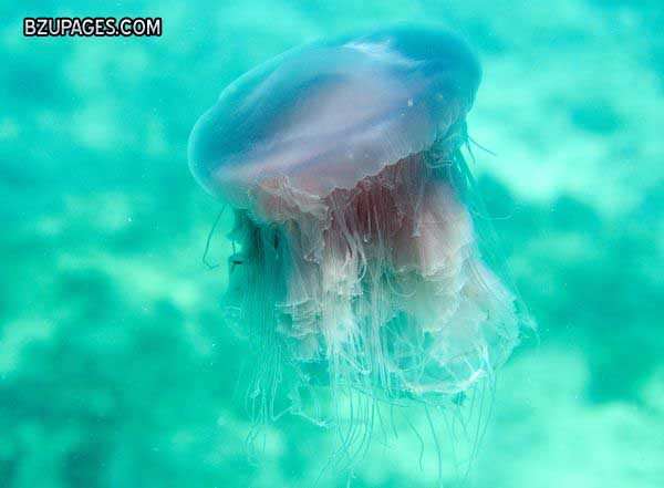 Name:  pink-meanie-jellyfish-new-species-shallow.jpg
Views: 1099
Size:  34.7 KB
