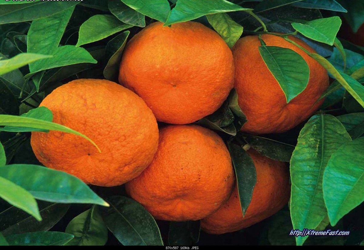 Click image for larger version

Name:	Orange, Kinow .jpg
Views:	528
Size:	168.6 KB
ID:	28923