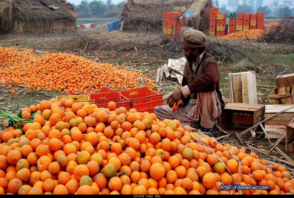 Click image for larger version

Name:	Seasonal fruit Kinow malta Orange, Kino, Malta, Musami, Red Blood, Fruiter etc.jpg
Views:	1190
Size:	276.5 KB
ID:	28924