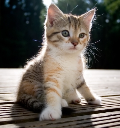 Name:  cute-kitten-cats-7035934-400-426.jpg
Views: 564
Size:  110.1 KB