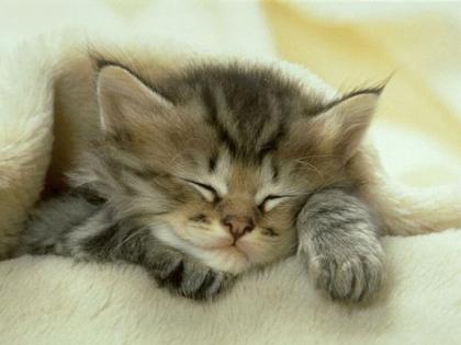 Name:  cute-kittens11.jpg
Views: 510
Size:  17.1 KB