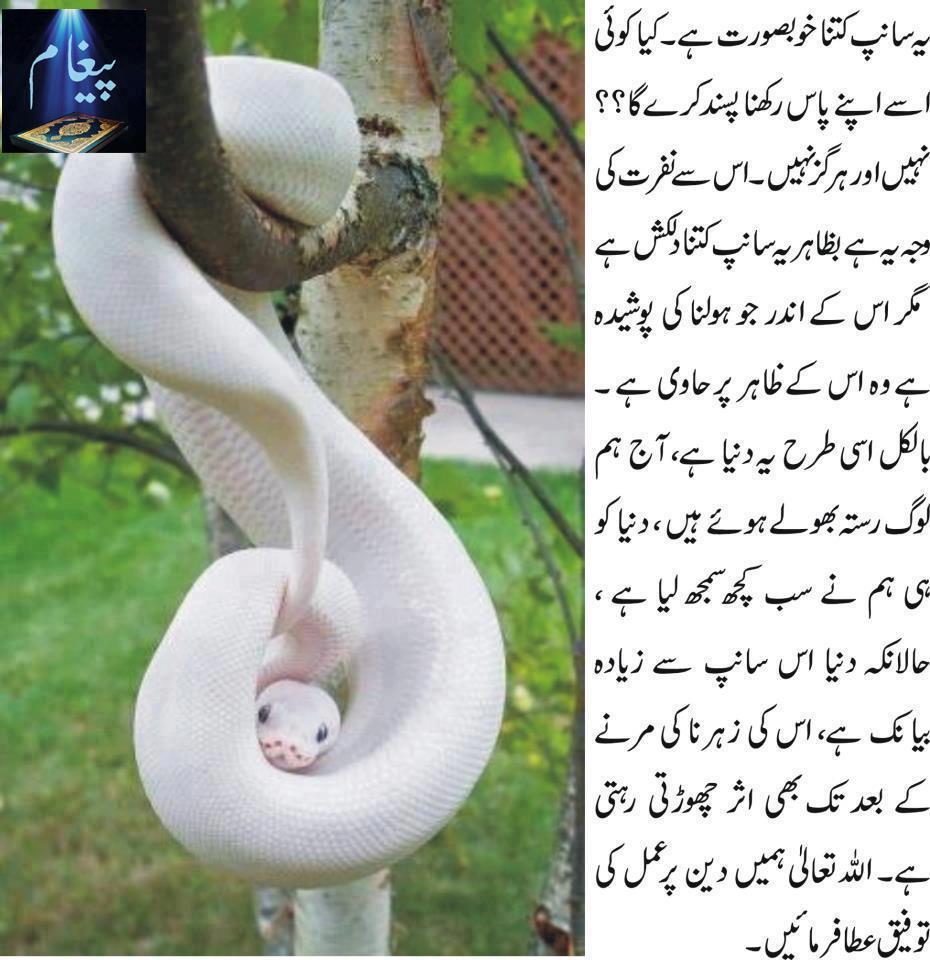 Click image for larger version

Name:	Yeh kitna Khobsorat Saanp.jpg
Views:	258
Size:	224.3 KB
ID:	29517