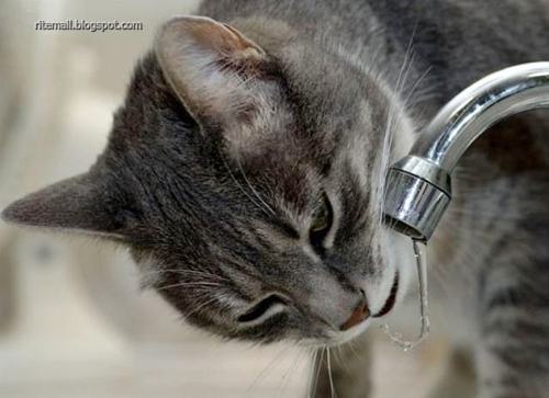 Name:  Drinking cat.jpg
Views: 413
Size:  27.3 KB