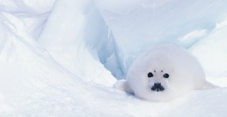 Name:  20032009003204900123750.jpg
Views: 323
Size:  63.9 KB