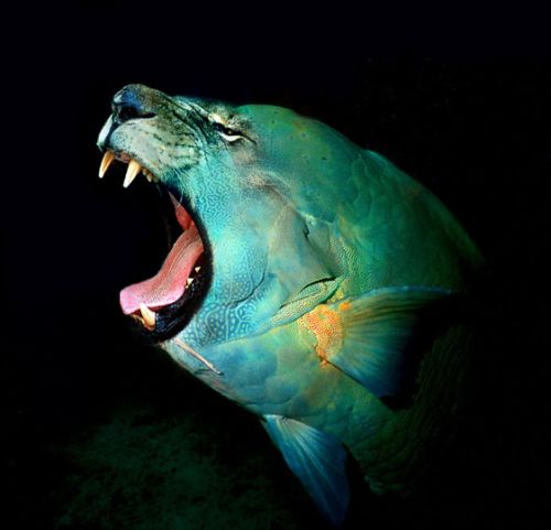 Name:  14_130.jpg
Views: 418
Size:  28.6 KB