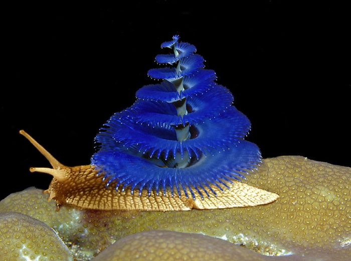 Name:  30_983.jpg
Views: 401
Size:  65.0 KB