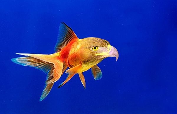 Name:  32_208.jpg
Views: 410
Size:  25.4 KB