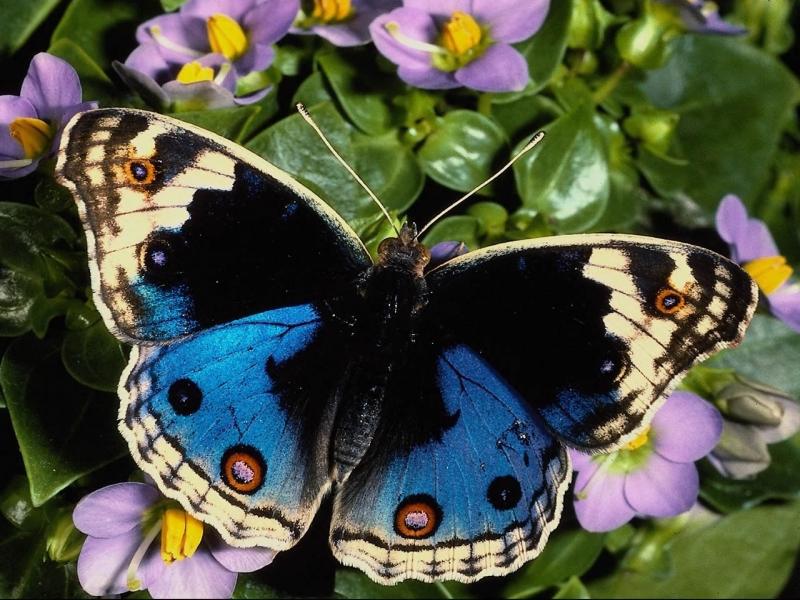 Name:  but6tf4.jpg
Views: 274
Size:  88.5 KB