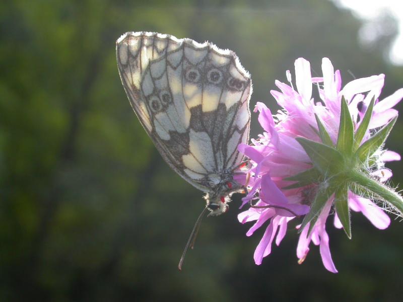 Name:  but7fv1.jpg
Views: 258
Size:  46.1 KB