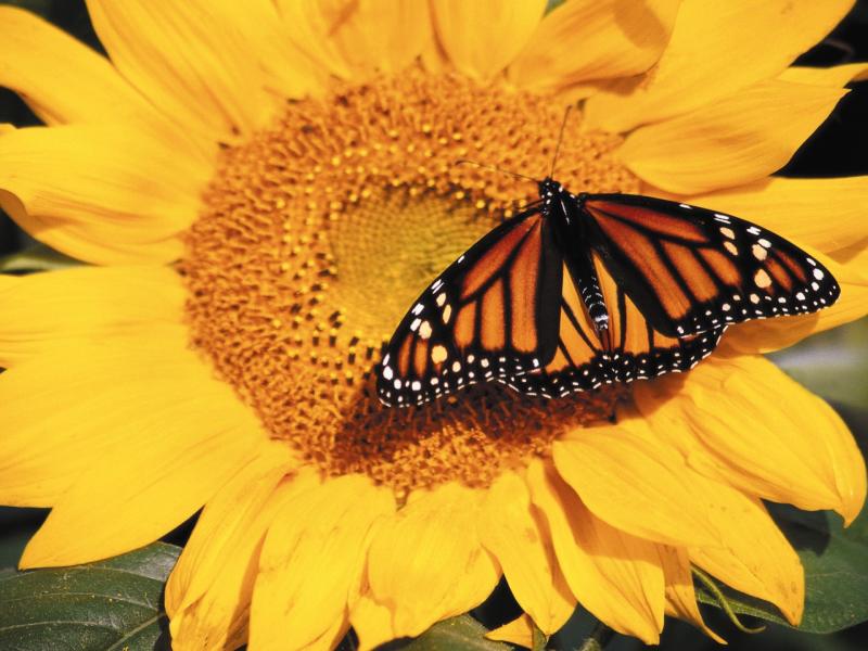 Name:  but8oj4.jpg
Views: 235
Size:  67.9 KB