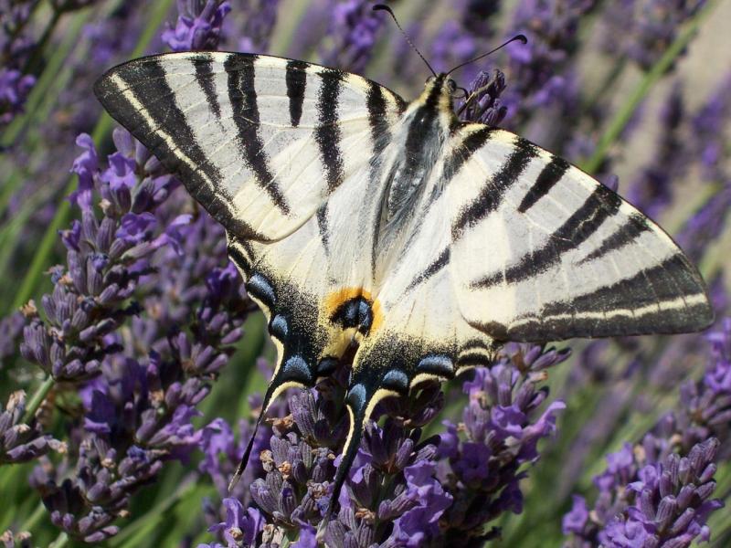 Name:  but10li3.jpg
Views: 249
Size:  91.9 KB