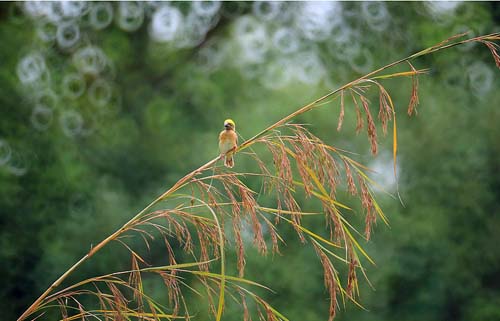 Name:  download_008.jpg
Views: 861
Size:  44.5 KB