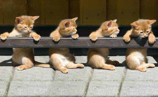 Name:  bilyan.jpg
Views: 980
Size:  41.3 KB