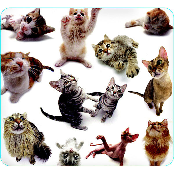 Name:  not so funny cats.jpg
Views: 1122
Size:  112.4 KB