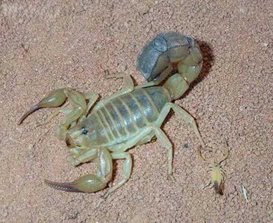 Name:  Scorpions Family (1).jpg
Views: 1236
Size:  78.7 KB