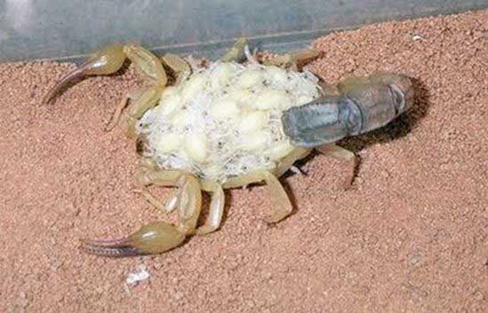 Name:  Scorpions Family (2).jpg
Views: 396
Size:  56.2 KB