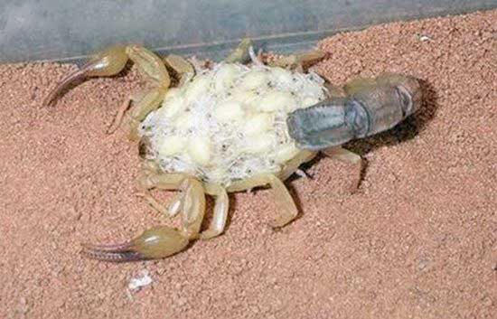 Name:  Scorpions Family (3).jpg
Views: 390
Size:  56.1 KB