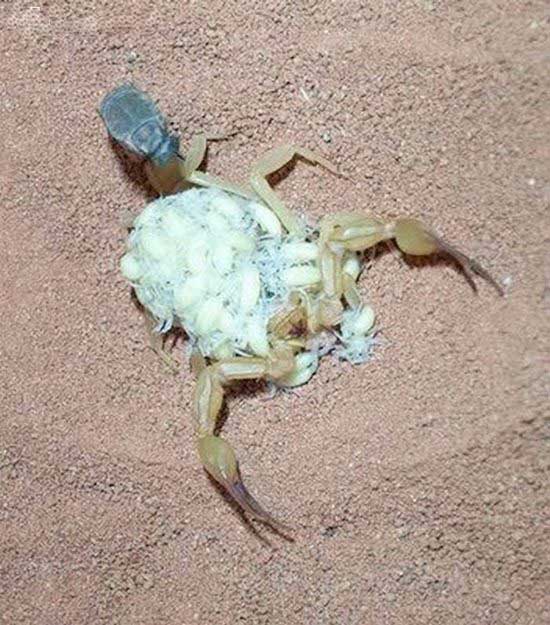 Name:  Scorpions Family (4).jpg
Views: 531
Size:  93.6 KB